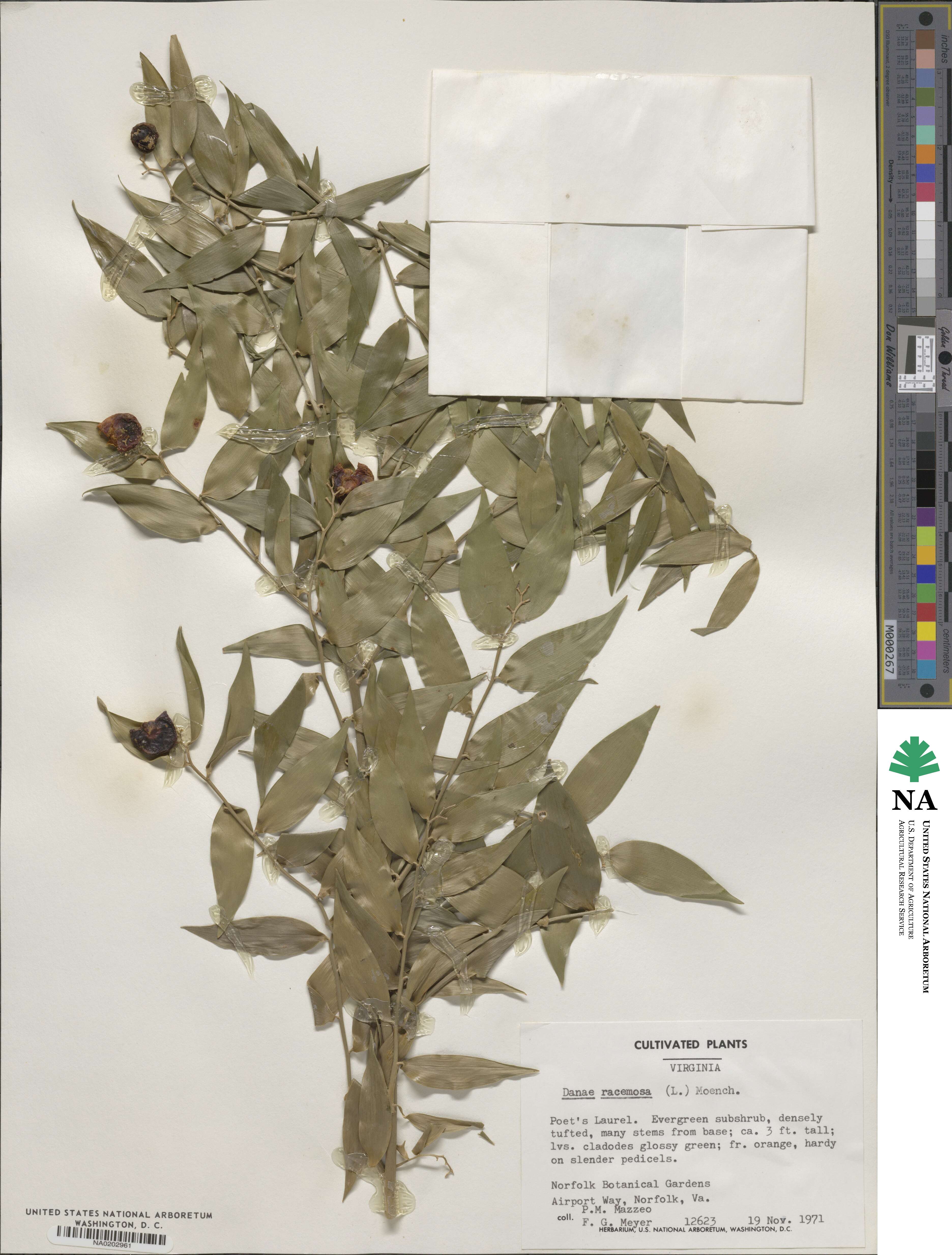 Danae racemosa image