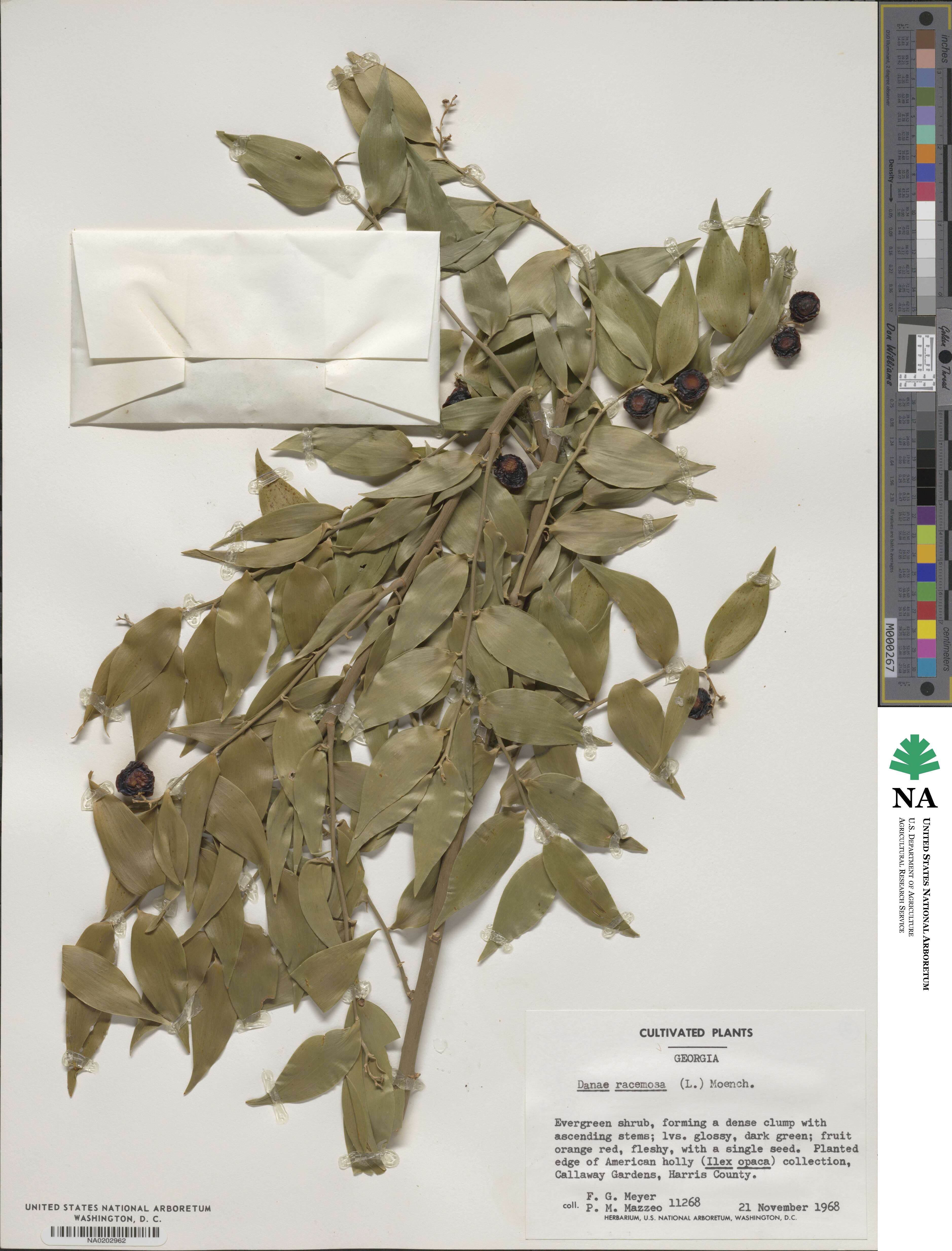 Danae racemosa image