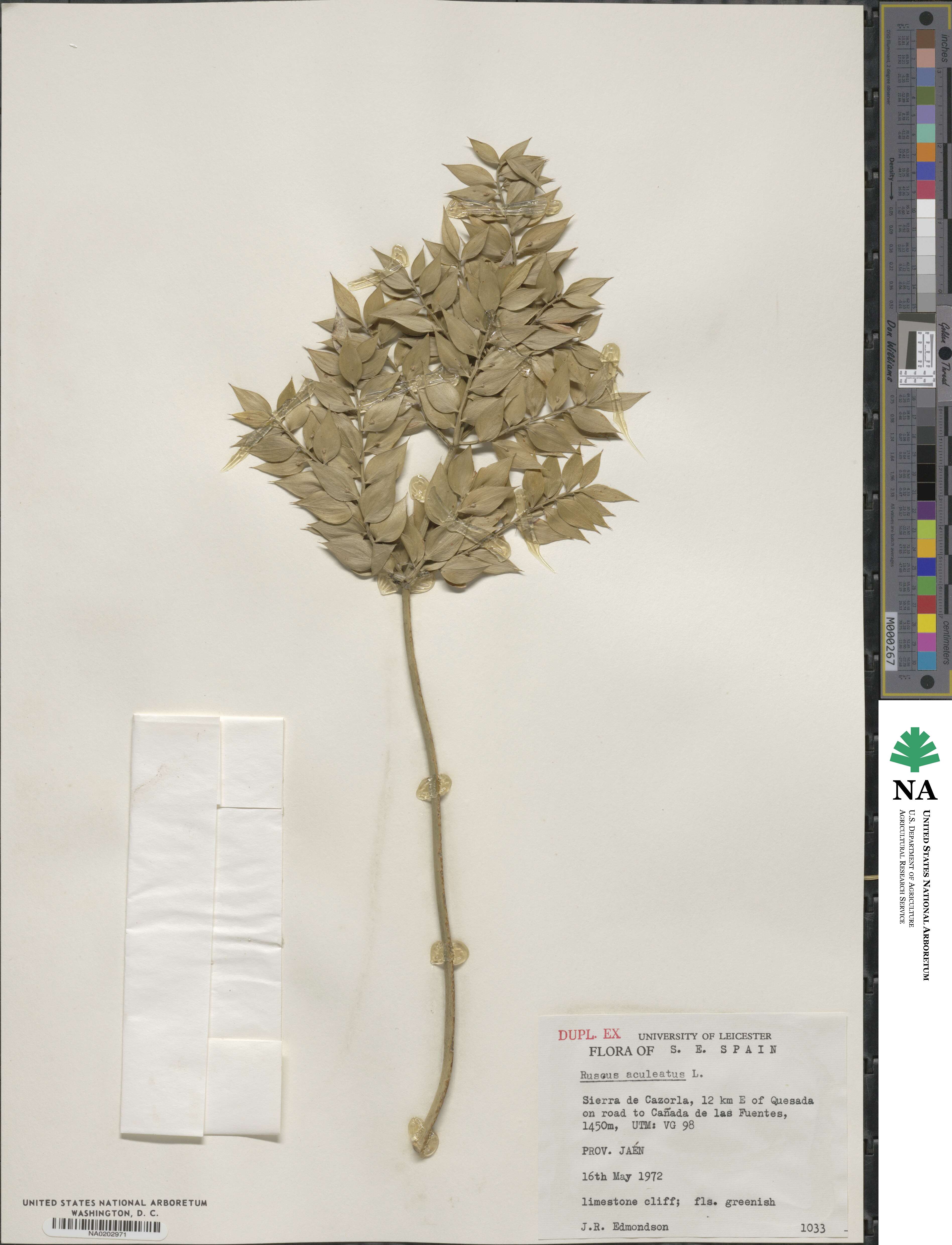 Ruscus aculeatus image