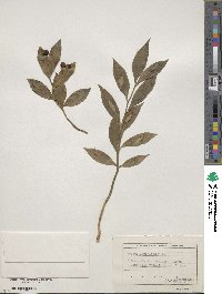 Ruscus hypoglossum image