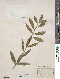 Ruscus hypoglossum image