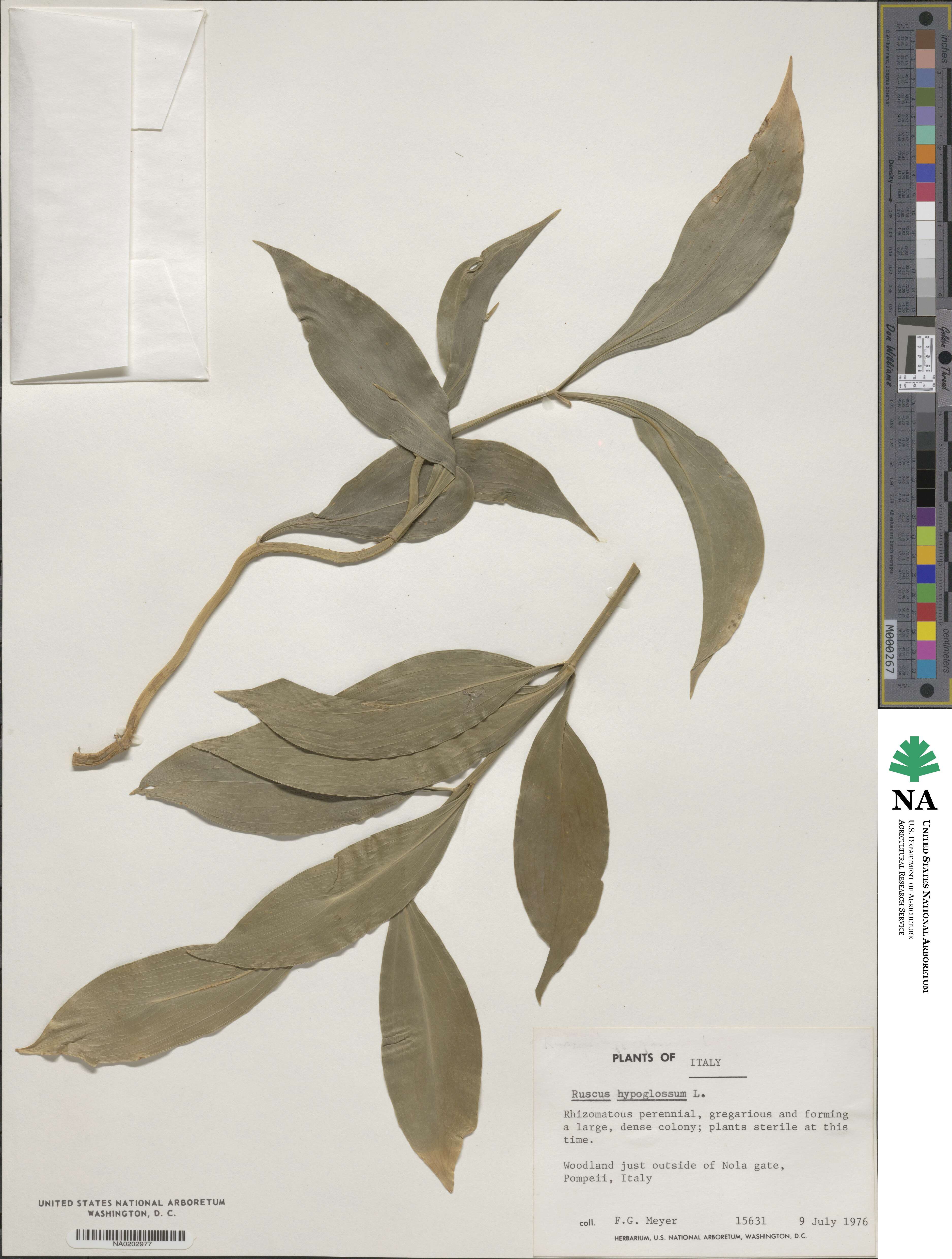 Ruscus hypoglossum image