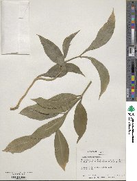 Ruscus hypoglossum image