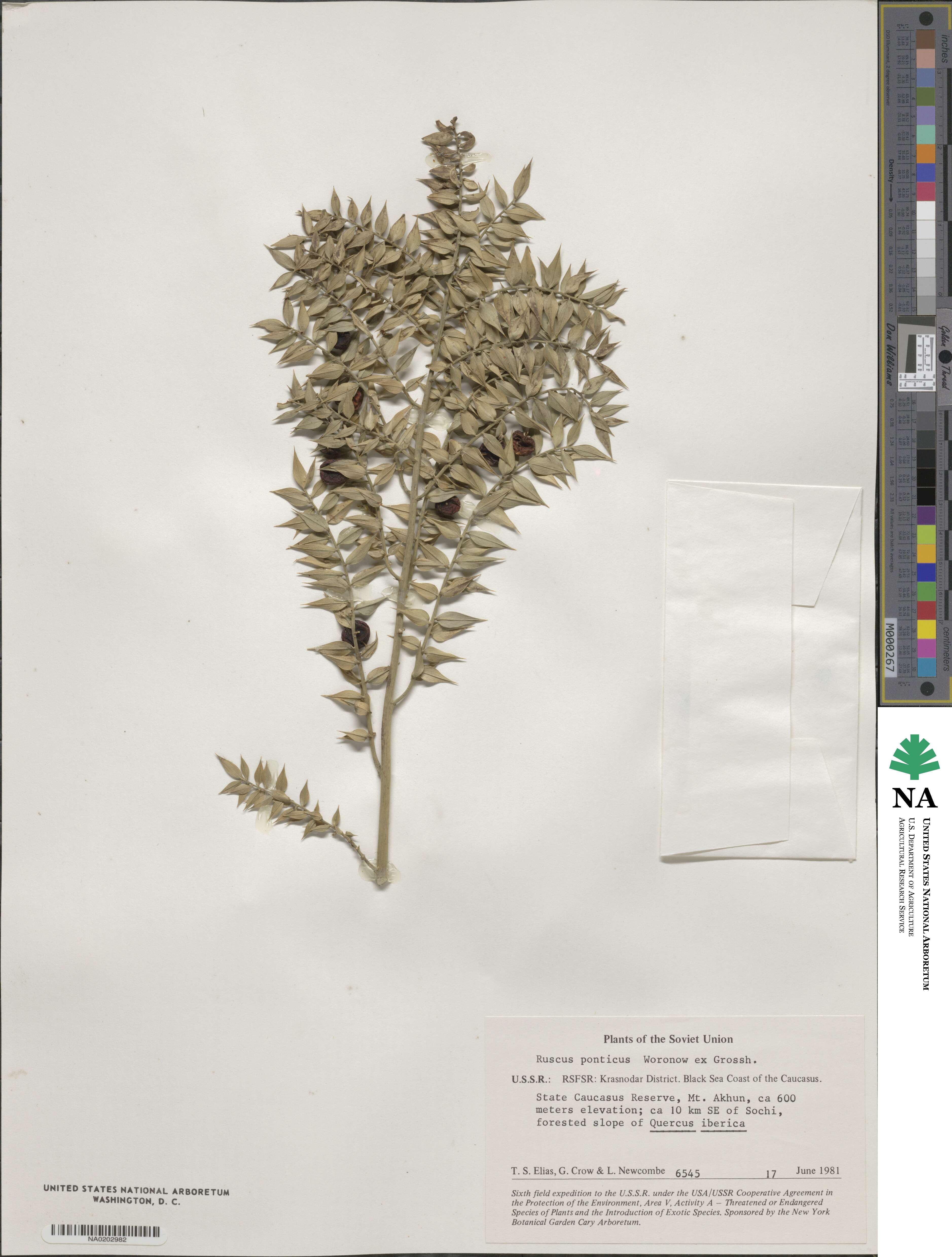 Ruscus aculeatus image