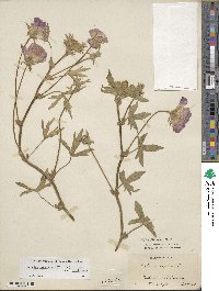 Callirhoe involucrata image