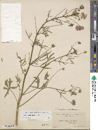 Callirhoe leiocarpa image