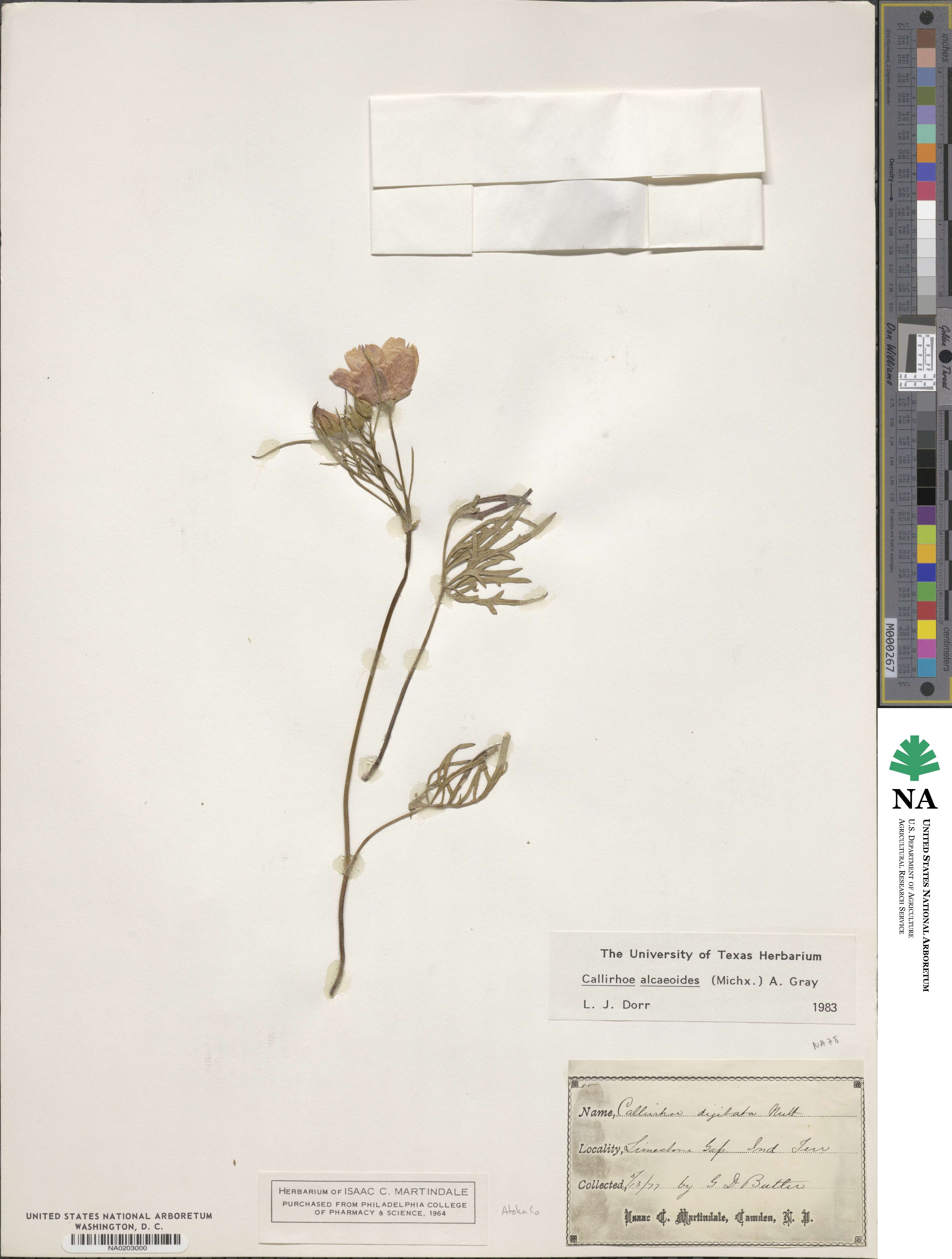 Callirhoe alcaeoides image