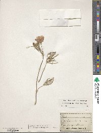 Callirhoe alcaeoides image