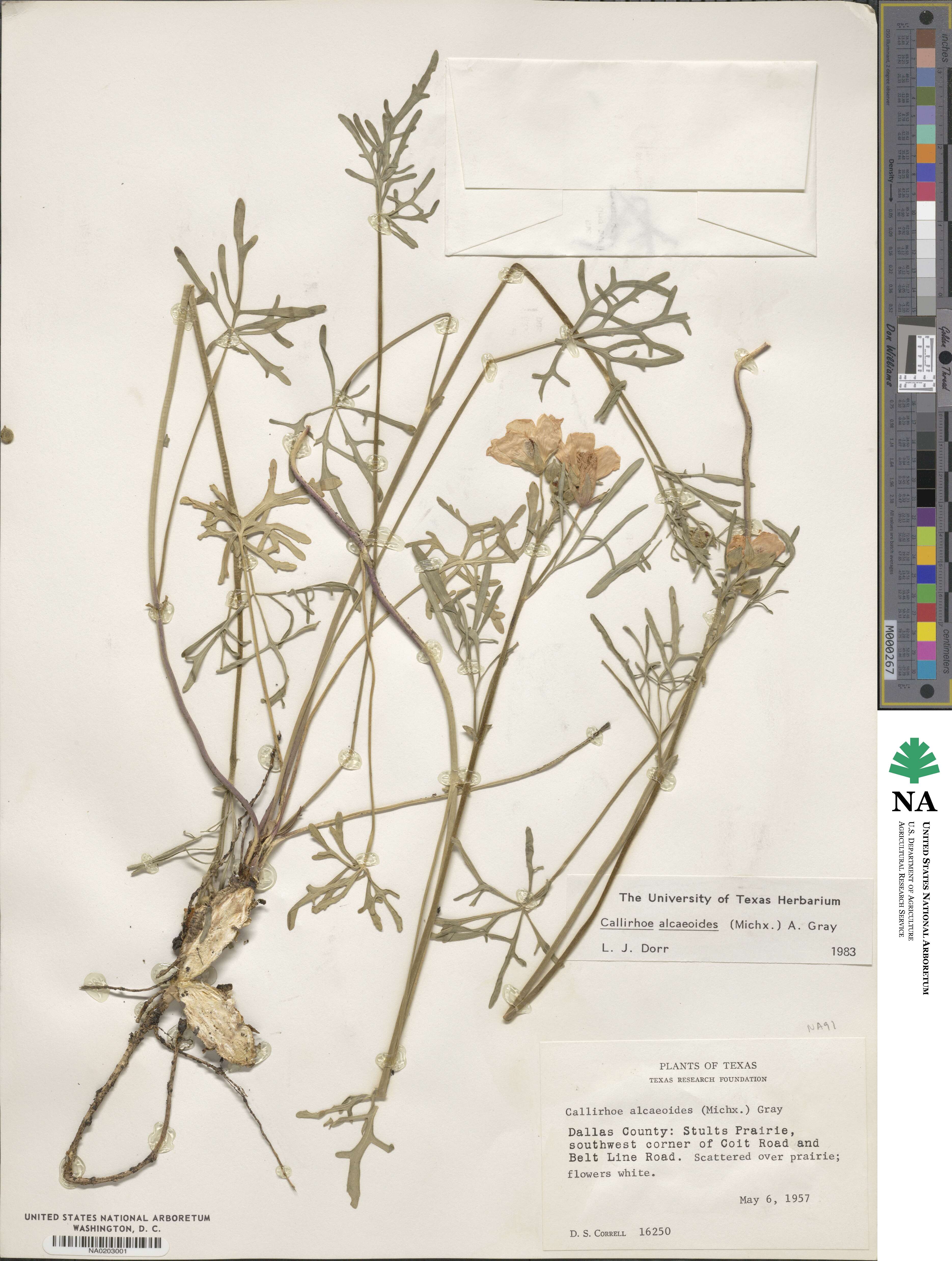 Callirhoe alcaeoides image