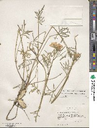 Callirhoe alcaeoides image