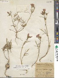 Callirhoe alcaeoides image