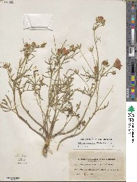 Callirhoe alcaeoides image