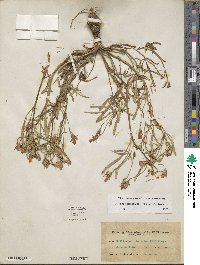 Callirhoe alcaeoides image