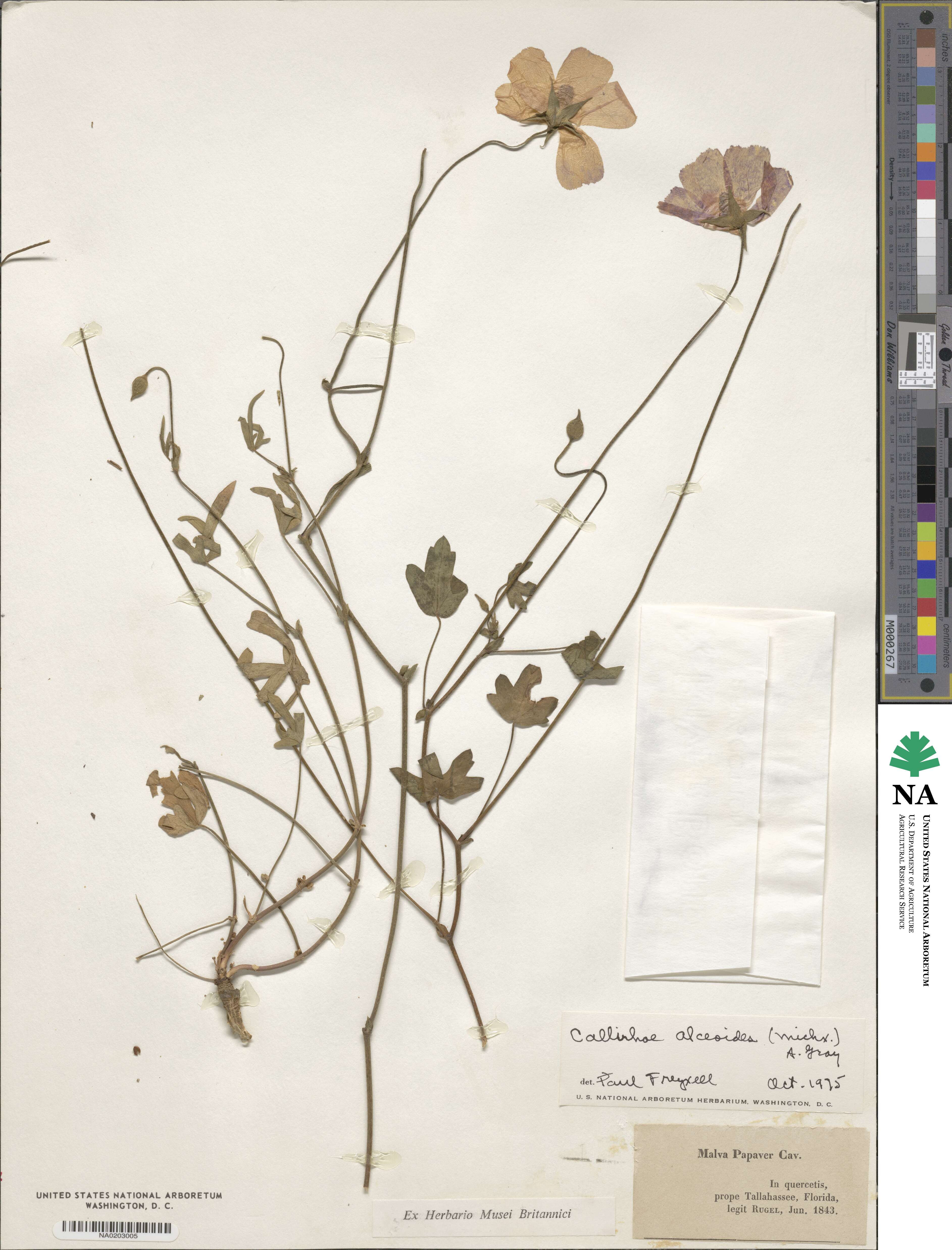 Callirhoe alcaeoides image