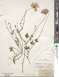 Callirhoe alcaeoides image