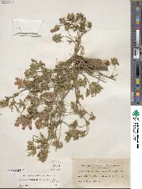 Callirhoe involucrata image