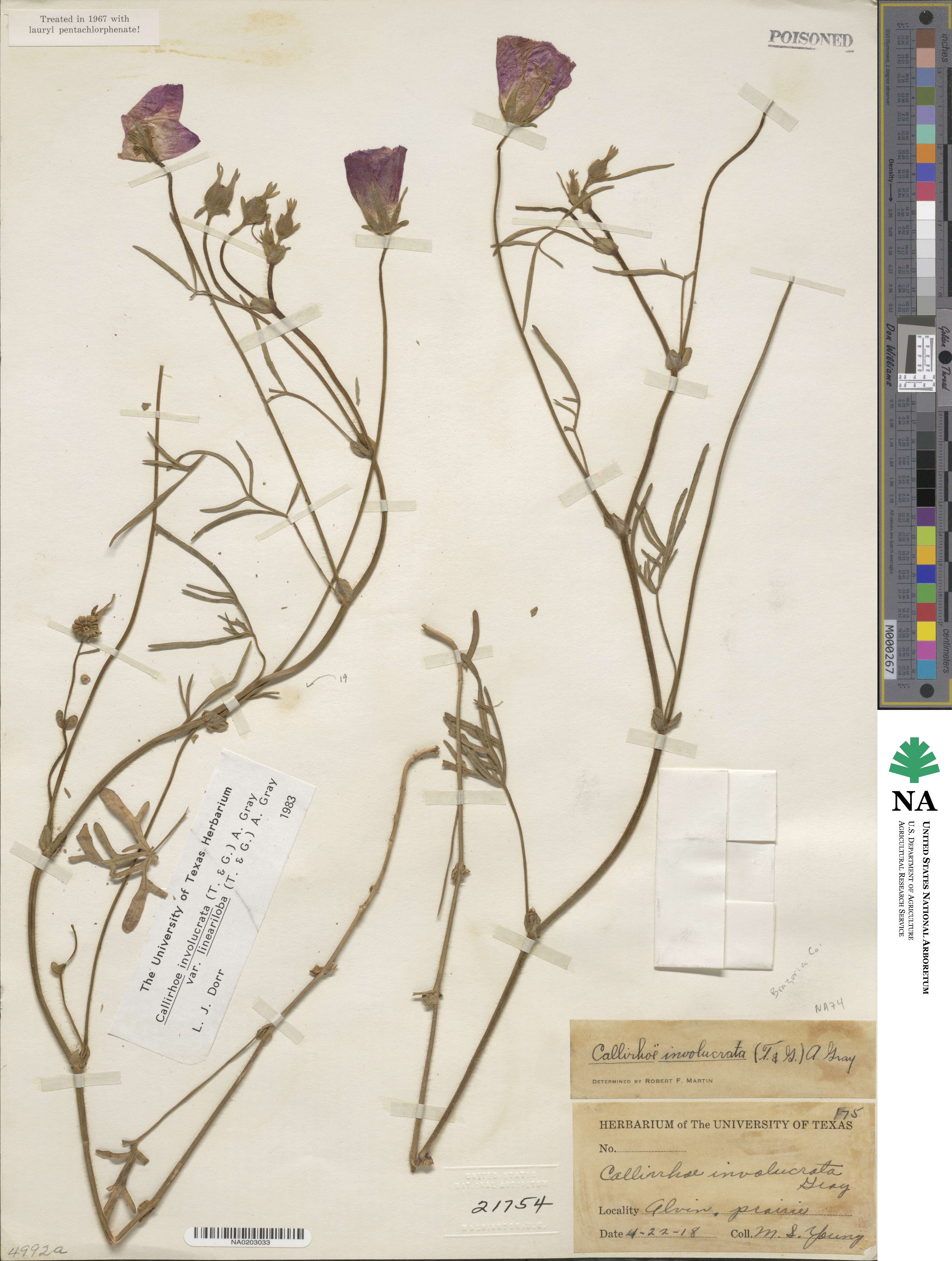 Callirhoe involucrata var. lineariloba image