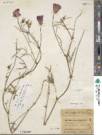 Callirhoe involucrata var. lineariloba image