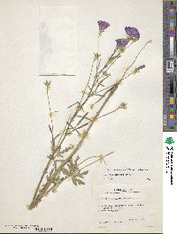 Callirhoe leiocarpa image