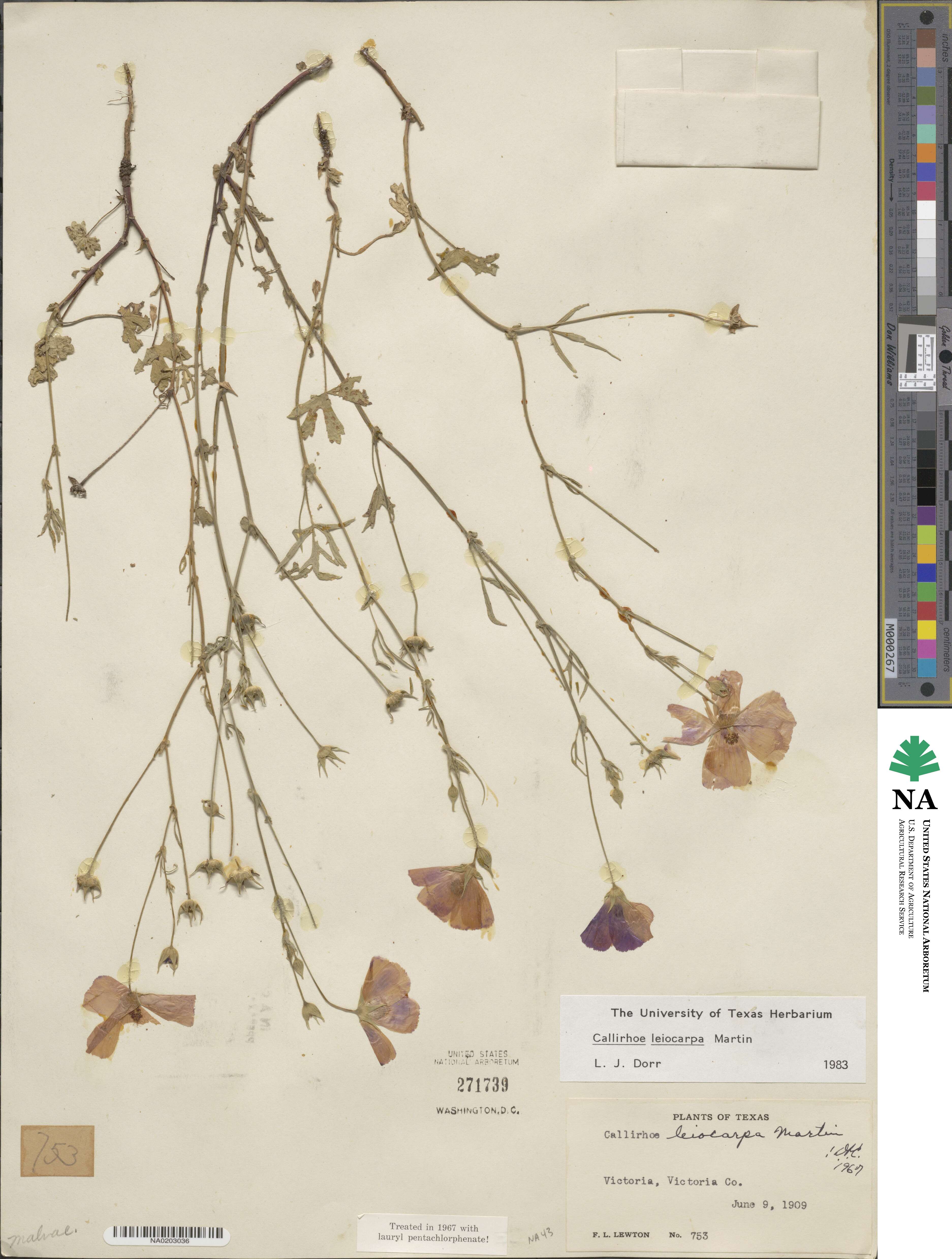 Callirhoe leiocarpa image