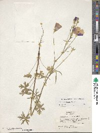 Callirhoe leiocarpa image