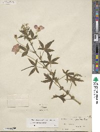 Callirhoe leiocarpa image