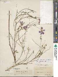 Callirhoe leiocarpa image