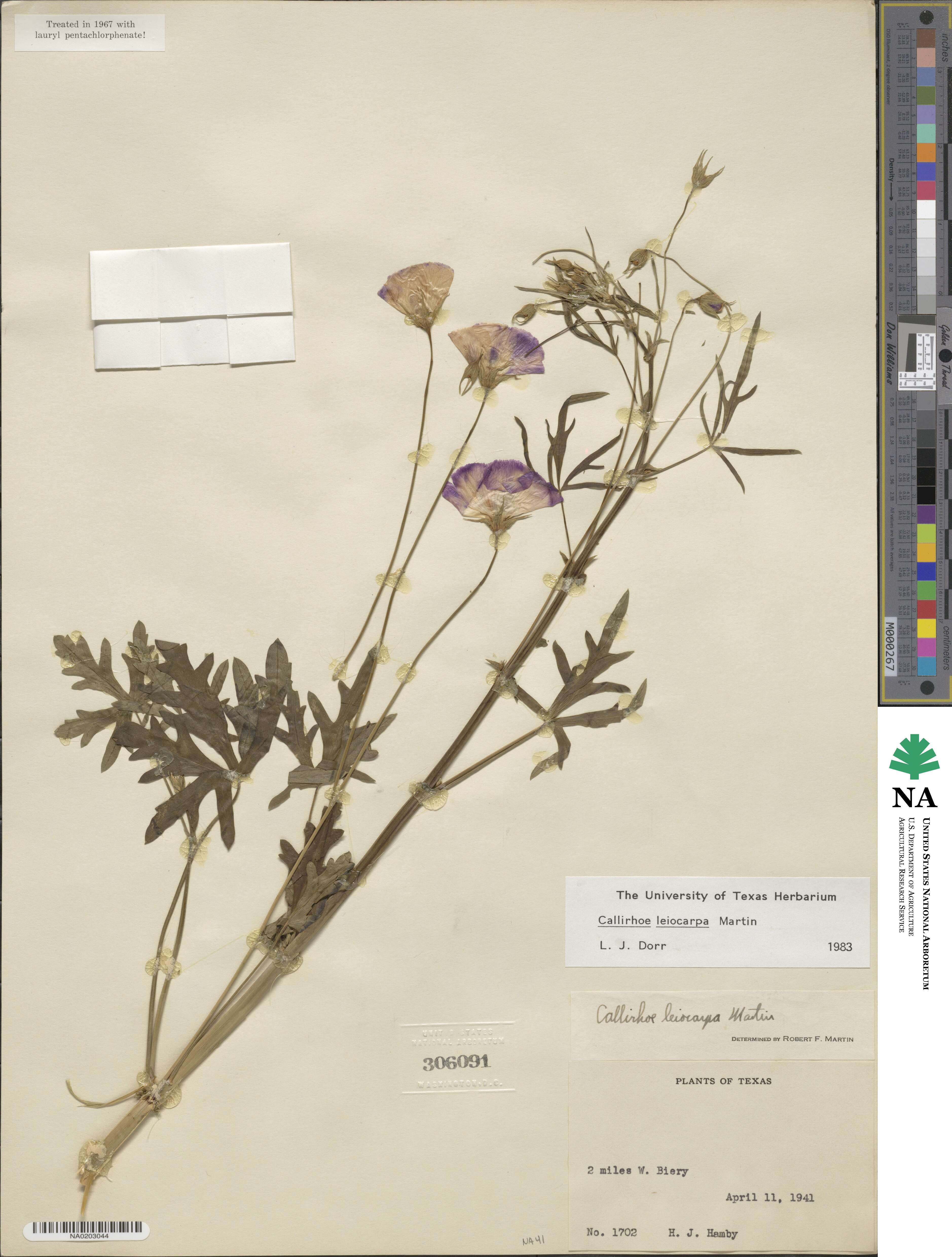 Callirhoe leiocarpa image