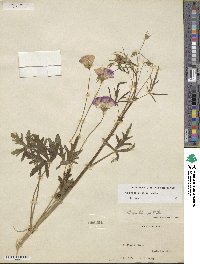 Callirhoe leiocarpa image