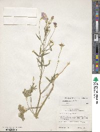 Callirhoe leiocarpa image