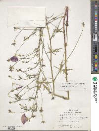 Callirhoe leiocarpa image