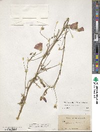 Callirhoe leiocarpa image