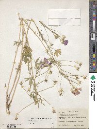 Callirhoe leiocarpa image