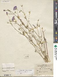 Callirhoe leiocarpa image