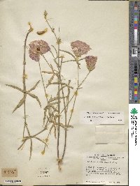 Image of Callirhoe papaver