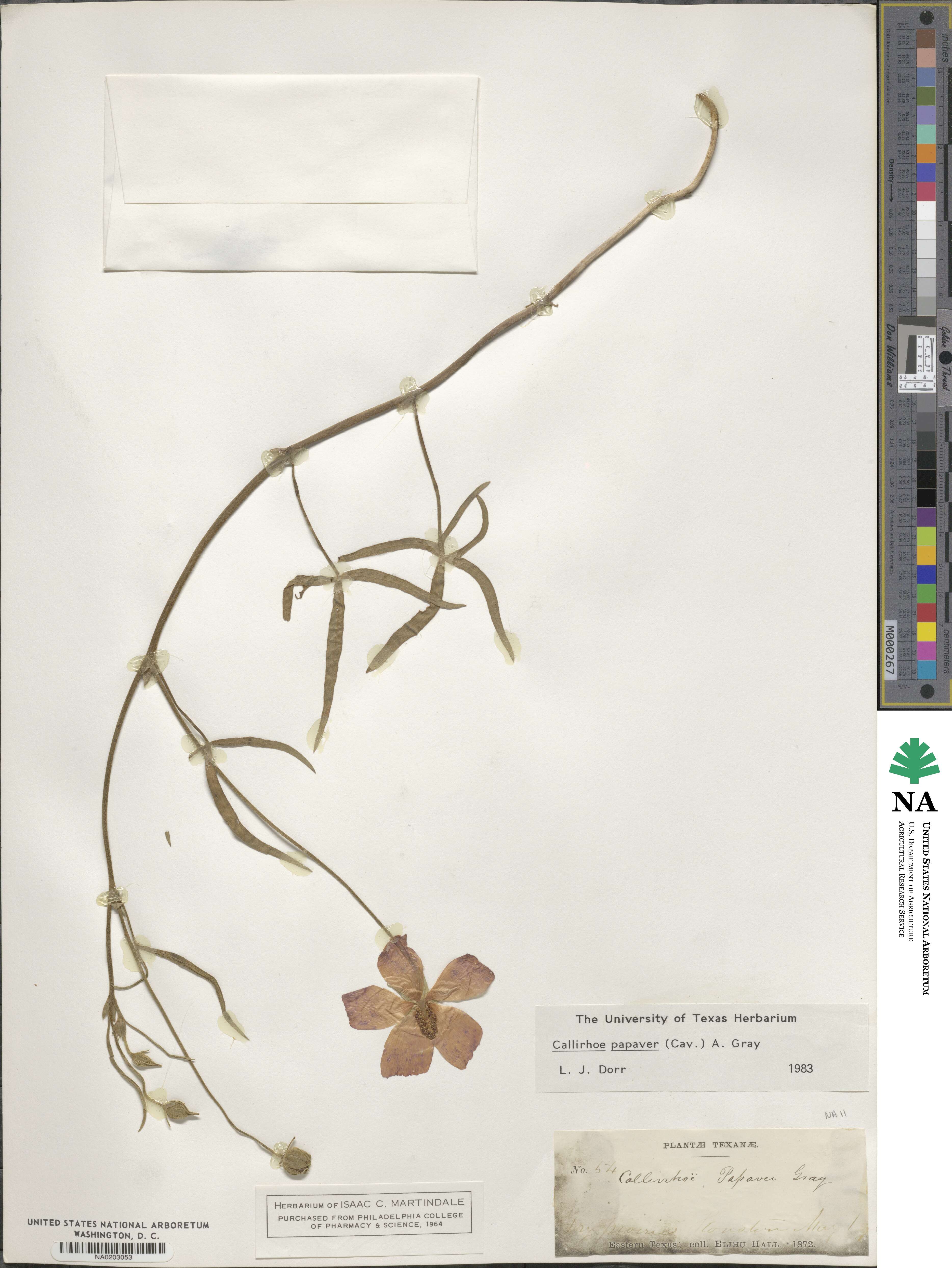 Callirhoe papaver image