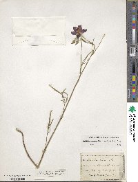 Callirhoe pedata image