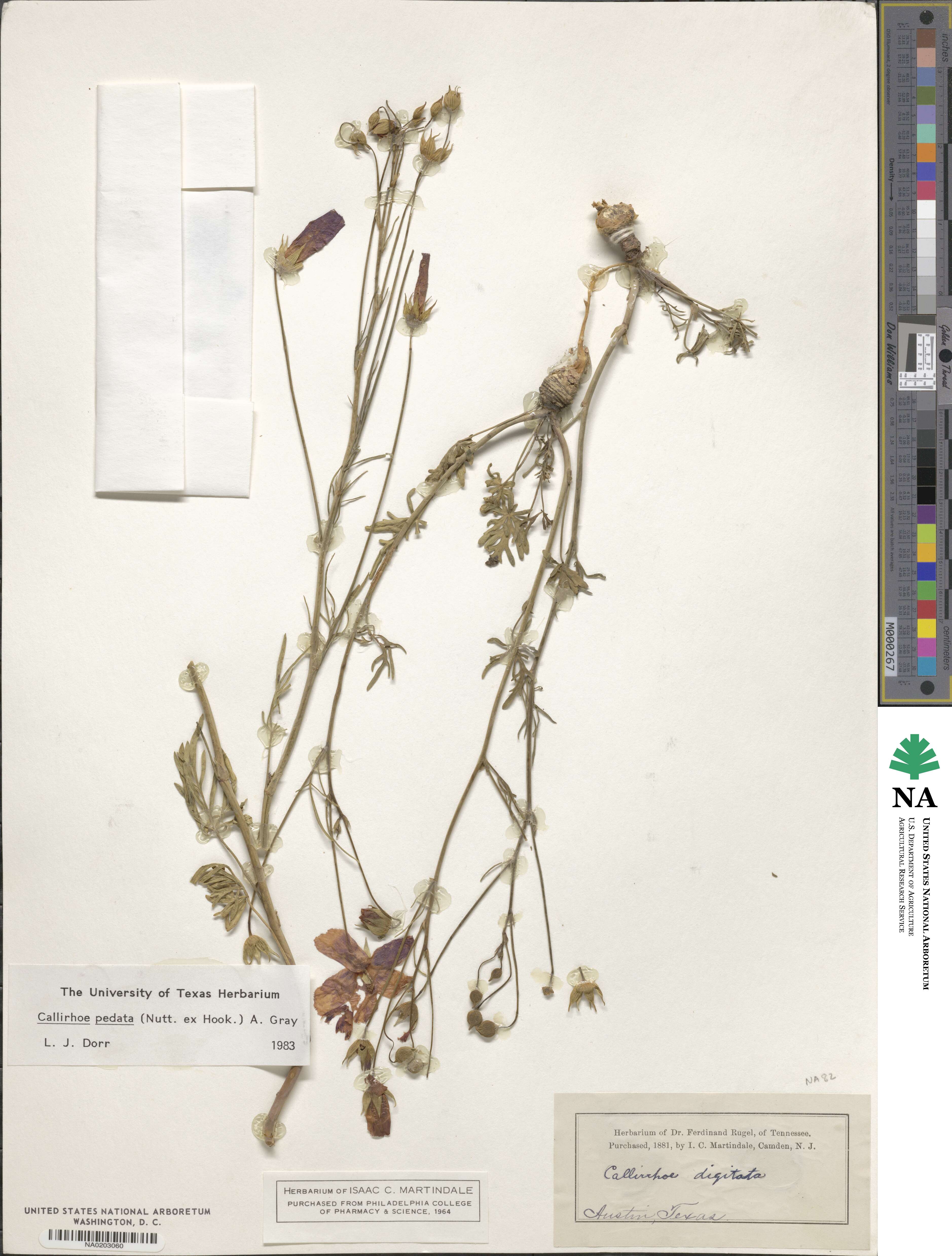 Callirhoe pedata image