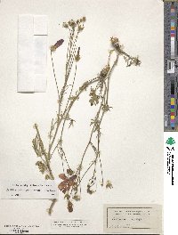 Callirhoe pedata image