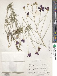 Callirhoe pedata image