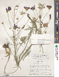 Callirhoe pedata image