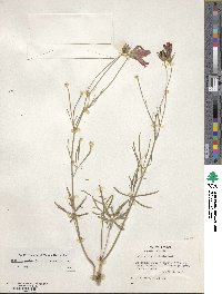 Callirhoe pedata image