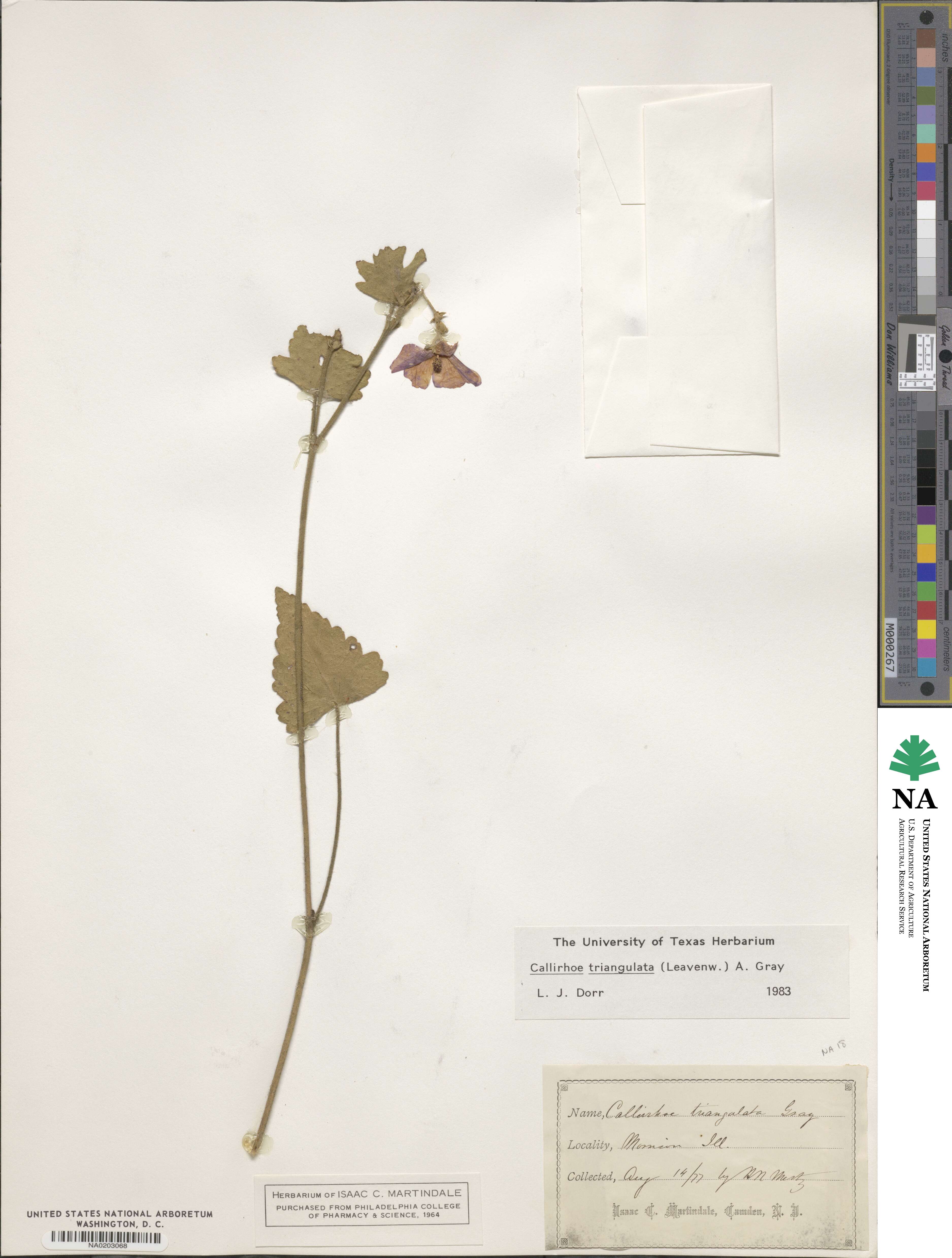 Callirhoe triangulata image