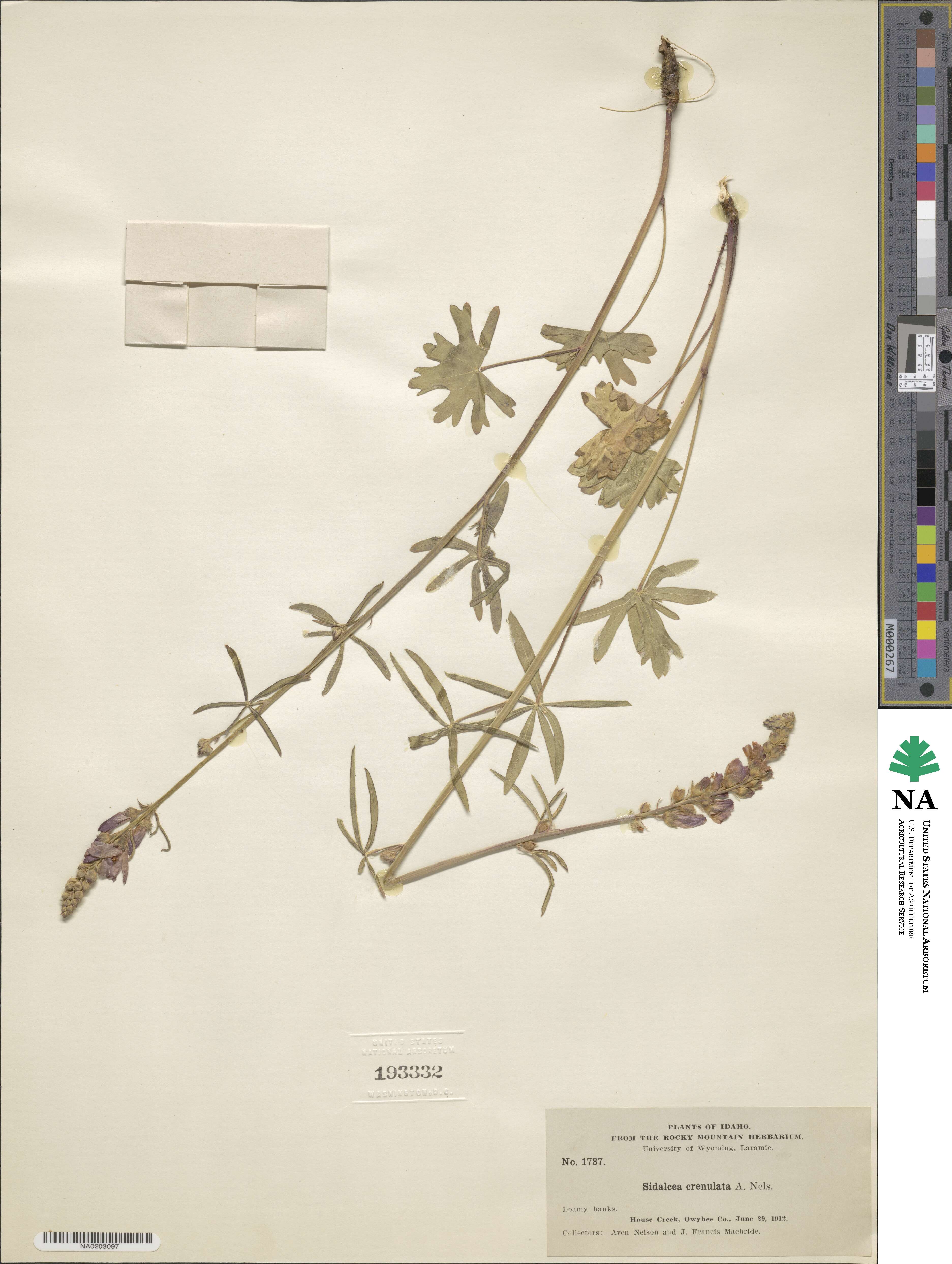 Sidalcea neomexicana image