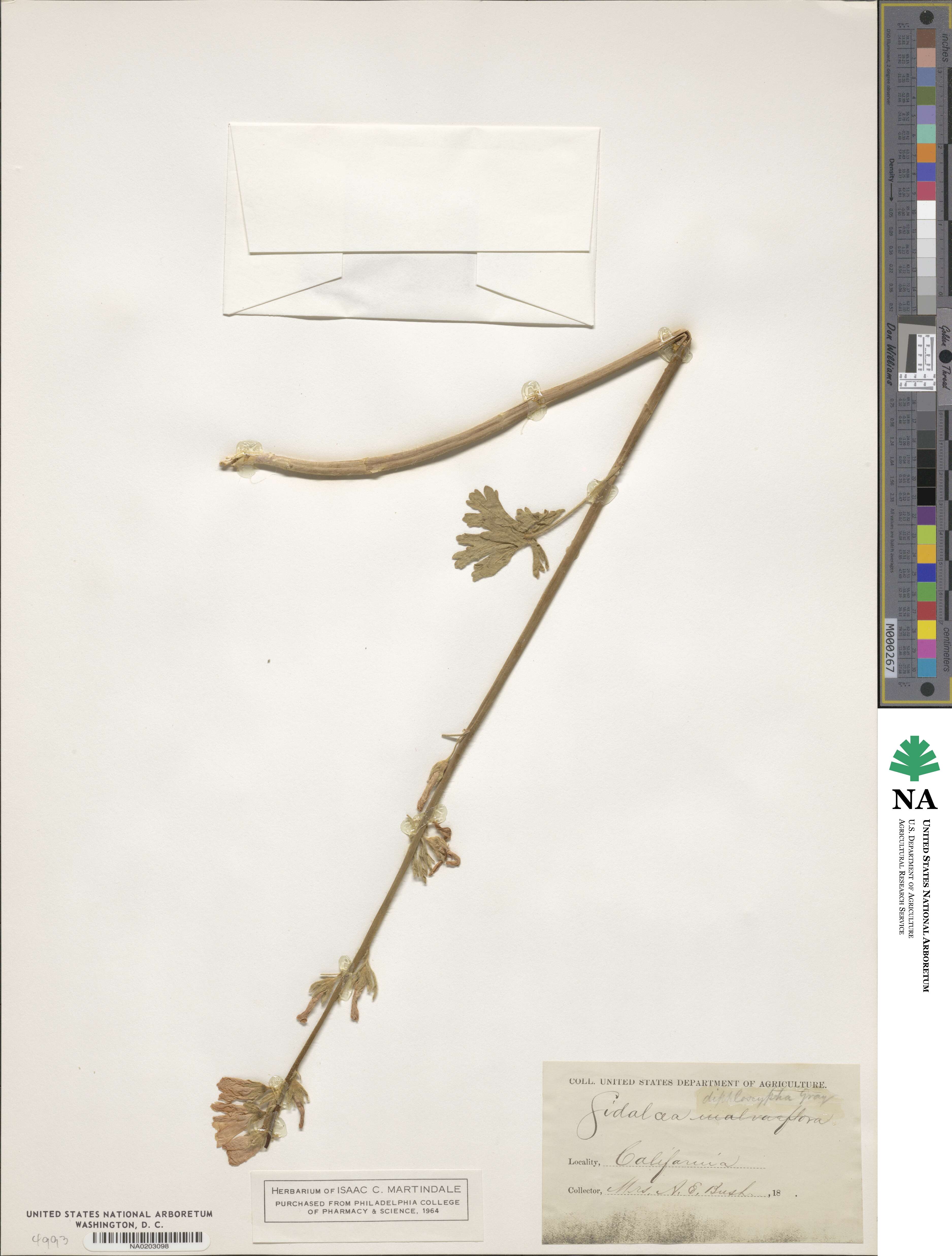 Sidalcea diploscypha image