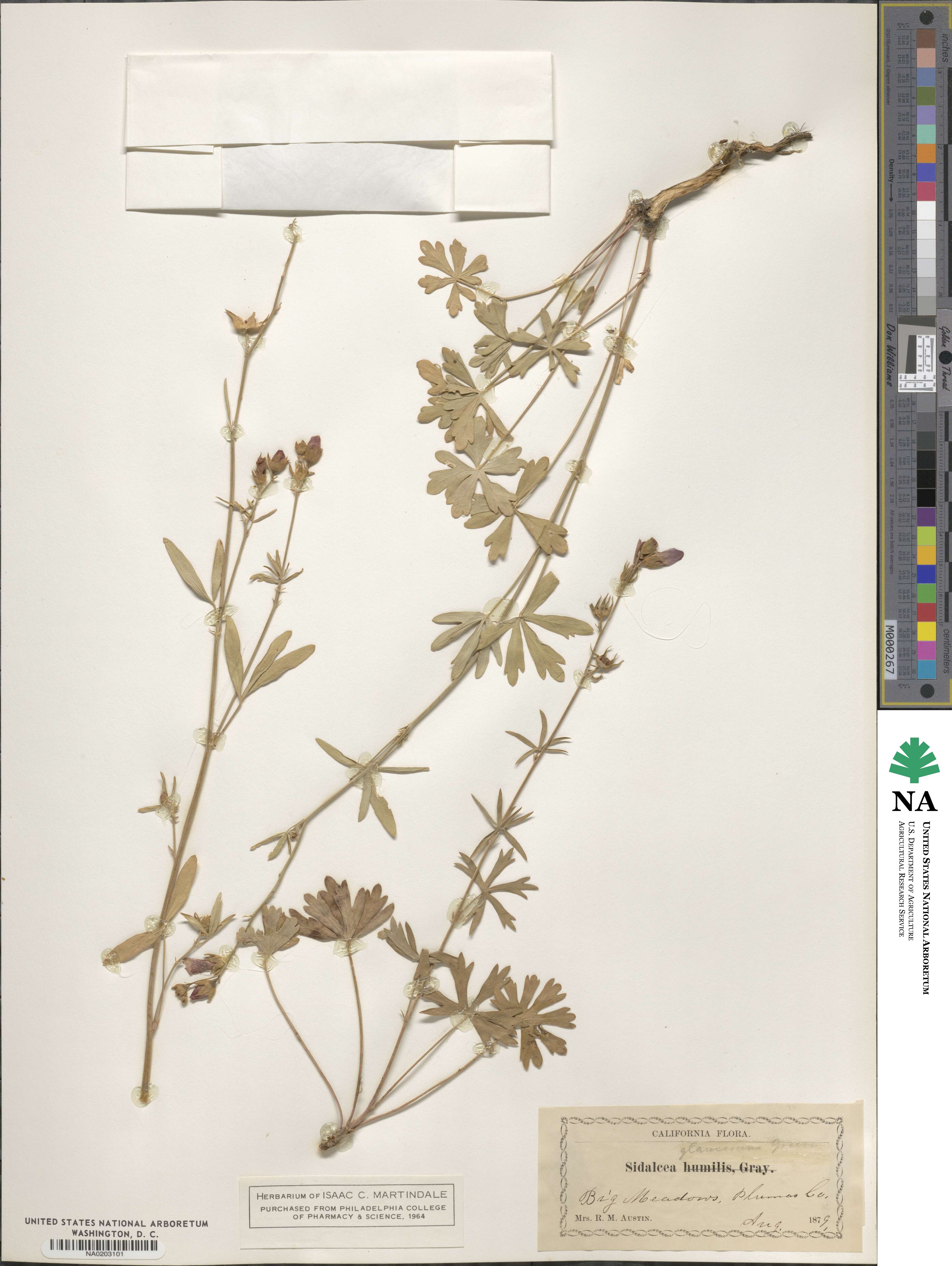 Sidalcea glaucescens image