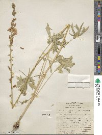 Sidalcea glaucescens image