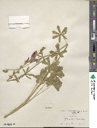 Sidalcea glaucescens image