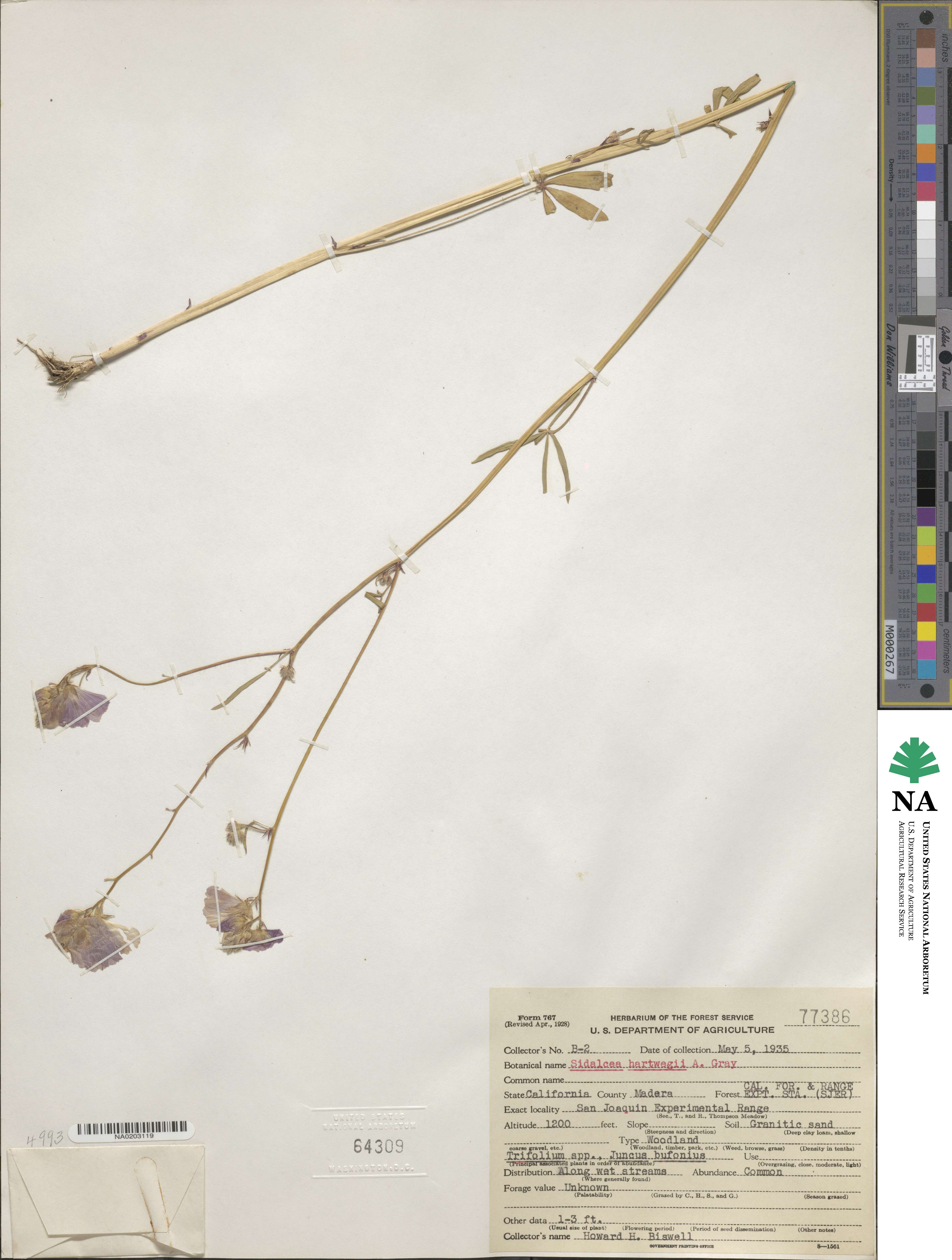 Sidalcea hartwegii image
