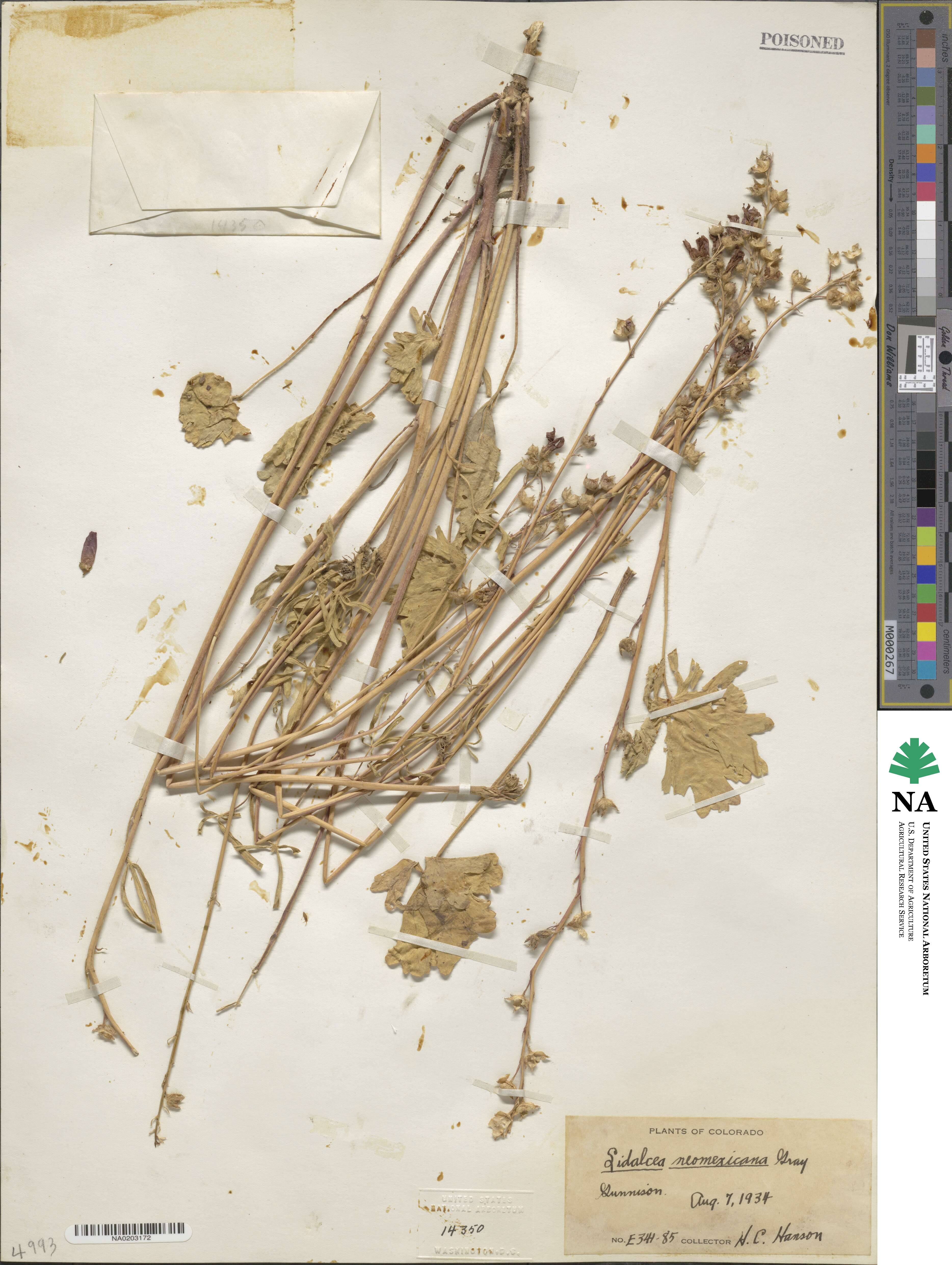 Sidalcea neomexicana image